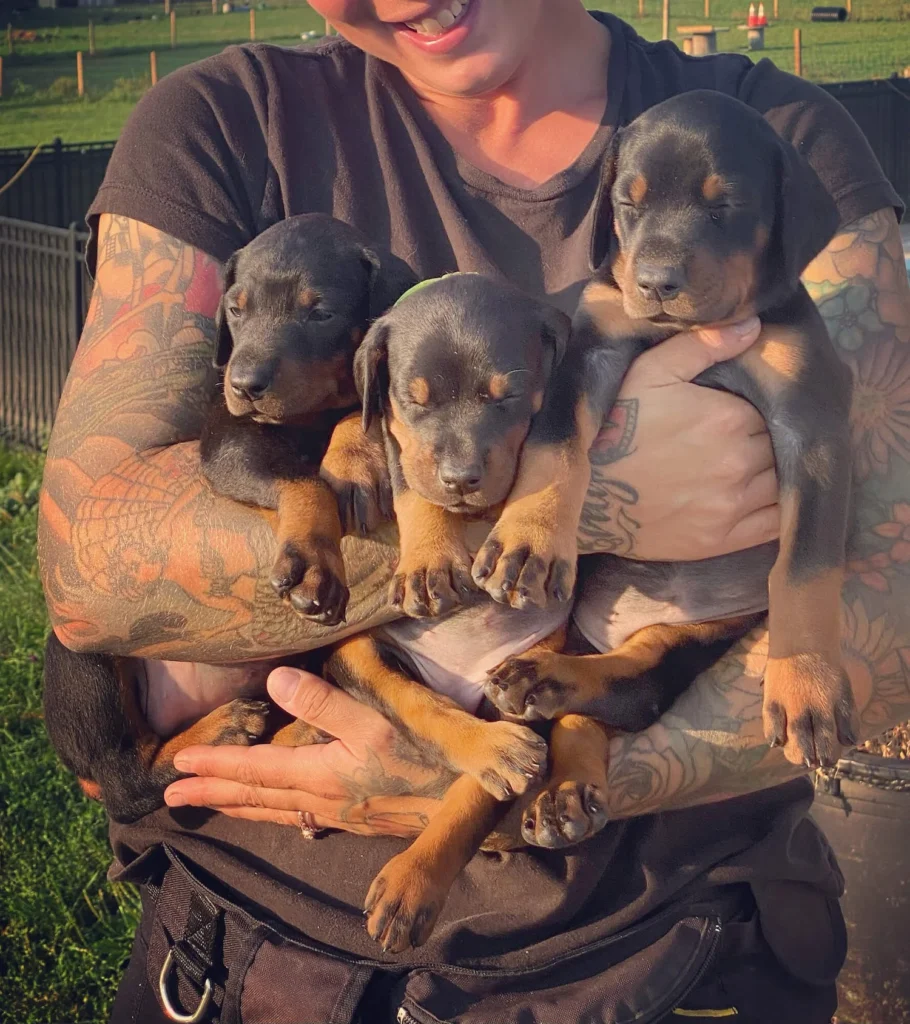 Home black hill doberman breeders prince edward county ontar 003