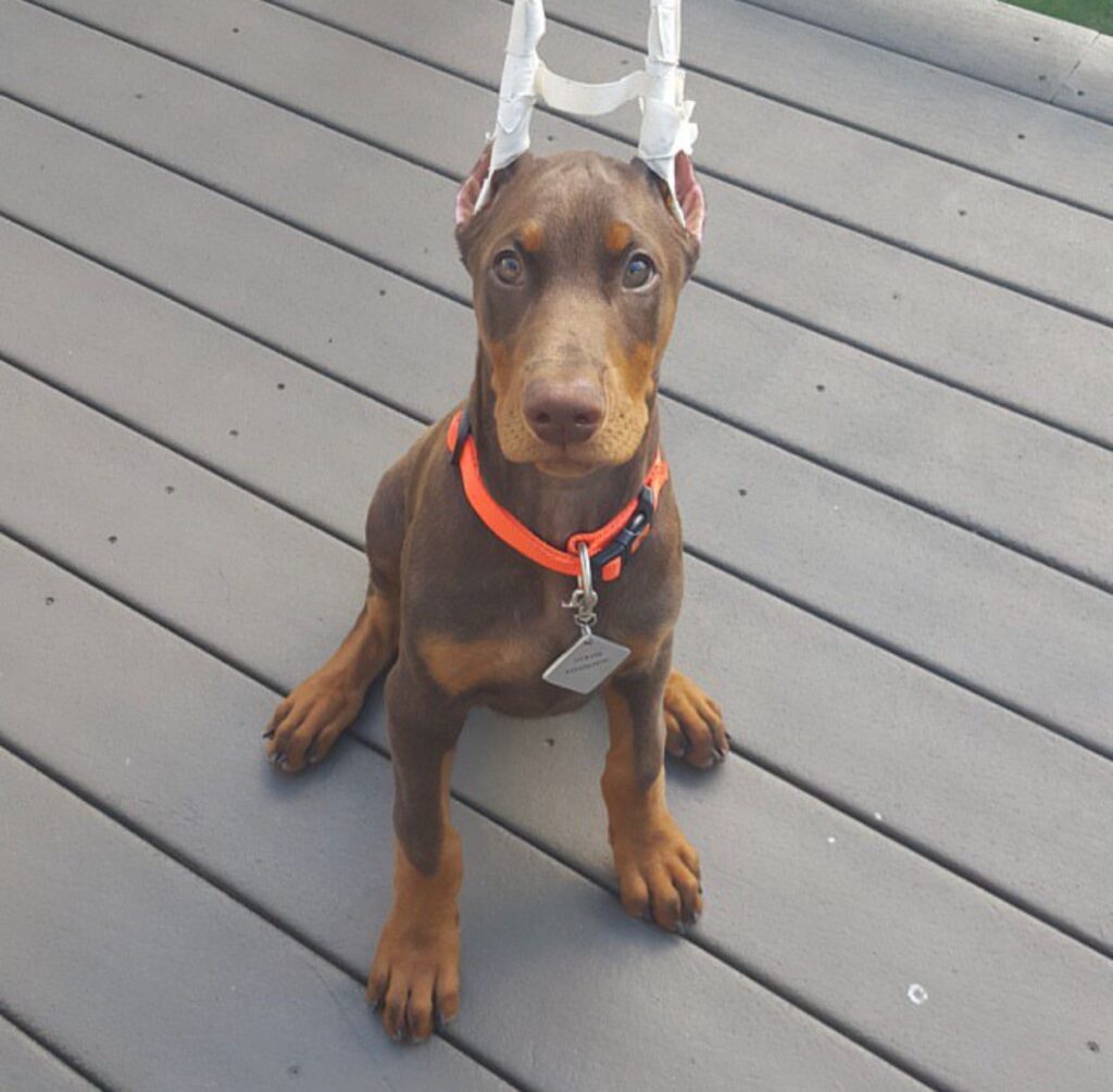 charlie 4