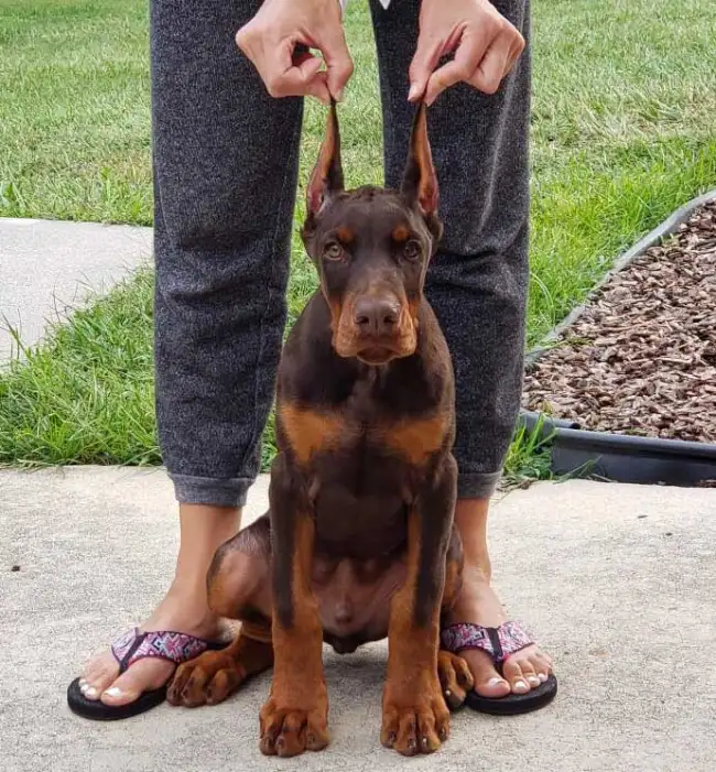 Home doberman puppy opt